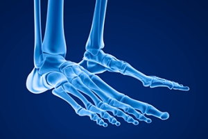 The Feet Are Complex Foot Structures